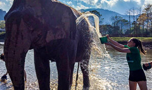 Julie splashing water onto an elephant.