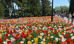 A landscape view of different coloured tulips.