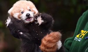 Someone holding a red panda.